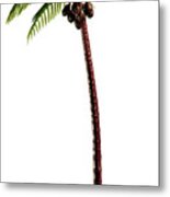 Palm Tree #3 Metal Print