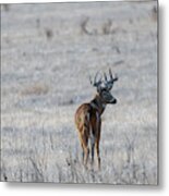 Rocky Mountain Deer #3 Metal Print