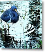 Tricolored Heron #3 Metal Print