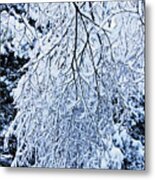 30/01/19  Rivington. Snow Covered Branches. Metal Print