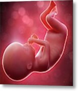 Illustration Of A Human Foetus #37 Metal Print