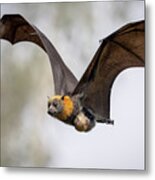 Grey-headed Flying-fox Female, In Flight Carrying Her #4 Metal Print