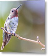 Male Anna's Hummingbird #4 Metal Print