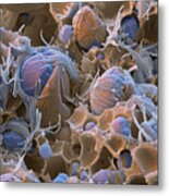 Polyacrylic Acid Sem #4 Metal Print