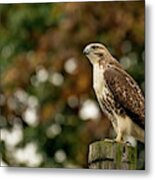 Red Tailed Hawk  #4 Metal Print