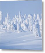 Snow Covered Trees At Dalton Highway, Yukon-koyukuk Census Area, Alaska, Usa #4 Metal Print