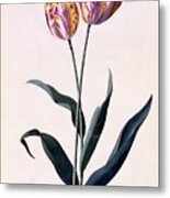 Tulip #4 Metal Print