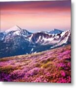 Rhododendron Flowers Covered Mountains #43 Metal Print