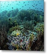A Beautiful Coral Reef Thrives #47 Metal Print