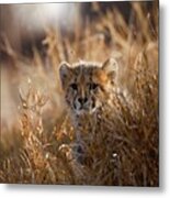 Cheetah (acinonyx Jubatus)). Hoedspruit #5 Metal Print