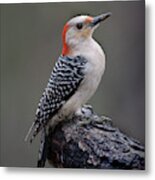 Female Red-bellied Woodpecker #5 Metal Print