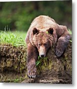 Grizzly Bear Ursus Arctos Horribilis #5 Metal Print