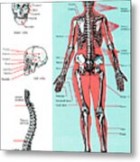 Human Anatomy #5 Metal Print