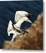 Northern Gannet #5 Metal Print