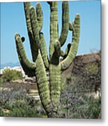 Saguaro Cactus #5 Metal Print