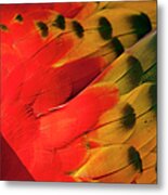 Scarlet Macaw, Costa Rica #5 Metal Print