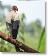 The King Of The Vultures #5 Metal Print