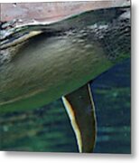 Akaroa New Zealand #6 Metal Print