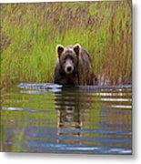 Brown Bear, Katmai National Park #6 Metal Print