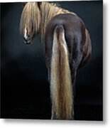 Portrait Of Icelandic Horse, Iceland #6 Metal Print