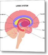 Brain Limbic System #7 Metal Print