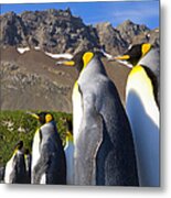 King Penguins Aptenodytes Patagonicus #7 Metal Print