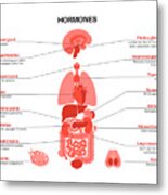 Human Hormones Metal Print