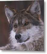 Wolf #9 Metal Print
