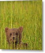 A Brown Bear Cub In The Long Grass In Metal Print