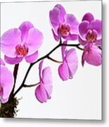 A Close-up Of An Orchid Branch Metal Print