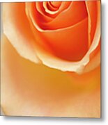 A Close-up Of Peach Rose Flower Metal Print