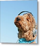 A Dog Listening To Music With Headphone Metal Print