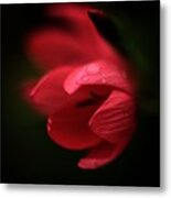 A Dollop Of Red Metal Print