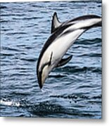 A Dusky Dolphin Metal Print