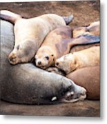 A Family Of Harbor Seals Asleep On The Rocks Metal Print