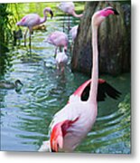 A Flock Of Flamingoes Standing On A Pond Metal Print