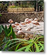 A Flock Of Pink Flamingos Metal Print