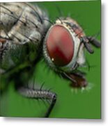 A Fly On Green Metal Print