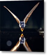 A Flying Swallow For Water Metal Print