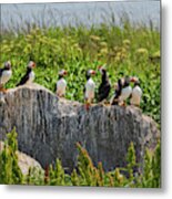 A Gathering Of Puffins Metal Print