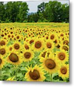 A Golden Field Of Sunflowers In Vermont Metal Print