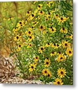 A Group Of Bossoming Black-eyed Susan Metal Print