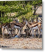 A Herd Of Springboks, Namibia Metal Print