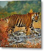 A Large Tiger In Bandhavgarh National Metal Print