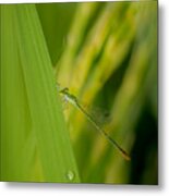 A Moment In A Rice Field Metal Print