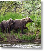 A Mother Brown Bear And Her Cub Watch Metal Print