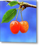 A Pair Of Cherries Riperning On A Tree Metal Print
