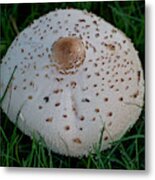 A Parasol Mushroom Metal Print