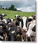 A Picture Of A Herd Of Cows In A Field Metal Print
