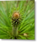 A Pine Tree Early In The Spring Metal Print